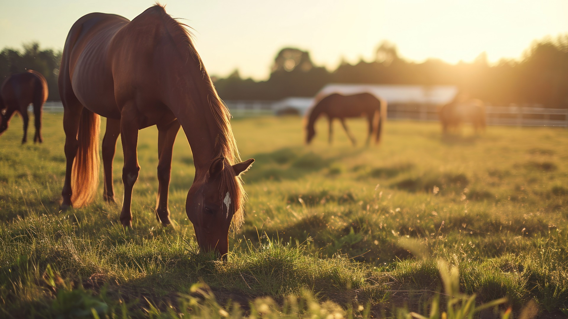 eine Gruppe von Pferden, die in einem eingezäunten Bereich auf dem Gras grasen, während die Sonne auf das Gras und die Bäume im Hintergrund scheint.